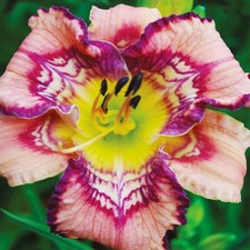 Hémérocalle Hemerocallis