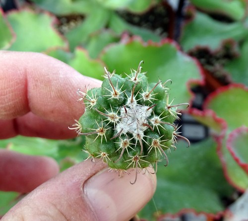 Parodia schwebsiana cactus - schwebsiana,