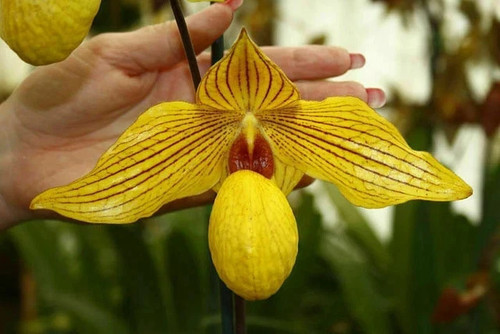 Paphiopedilum dollgoldi - paphiopedilum,