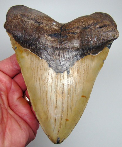 Megalodon shark tooth - 6.30",