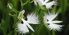 10 graines d'ORCHIDÉE AIRONE