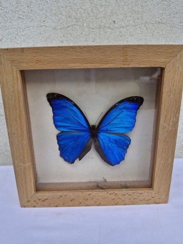 Papillon insecte bleu morpho - papillon,