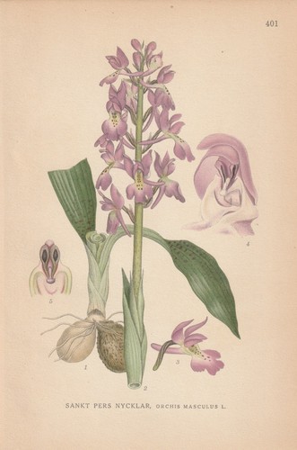Orchis mascula knabenkraut - orchis,