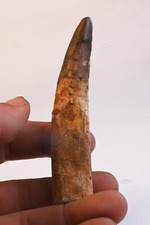 Dent de Spinosaure 118mm