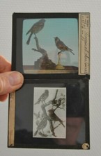 2 anciennes plaque de verre de