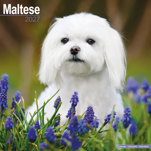 Calendrier 2027 bichon - 2027,