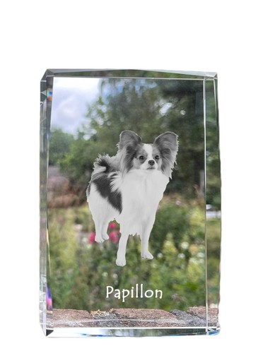 Papillon épagneul nain - papillon,,