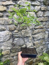 Bonsai Cerisier Sauvage