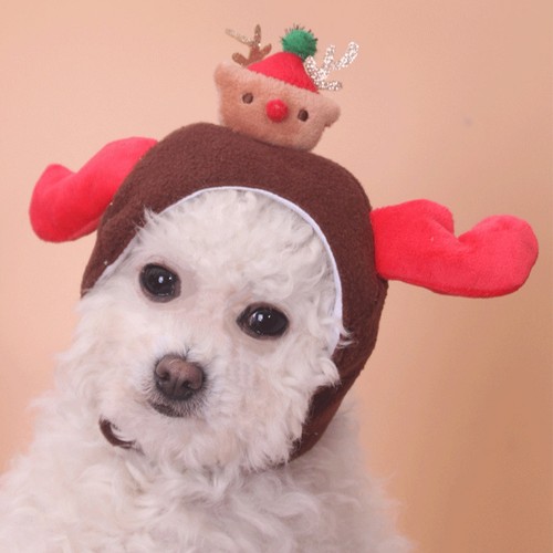 Chapeau pour animaux - pour,