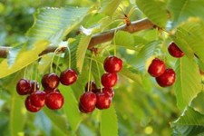 15 Graines de Cerisier Rouge