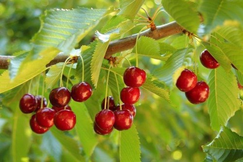 Graines cerisier rouge - de,