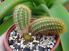 CLEISTOCACTUS ROSEIFLORUS X MATUCANA MADISONIORUM   cactus copiapoa kakteen