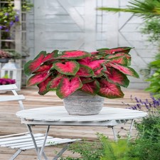 Caladium Tubercule coloré