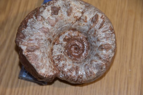 Nautiloides epidomatoceras - nautiloides,