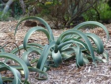 OCTOPUS AGAVE - Agave