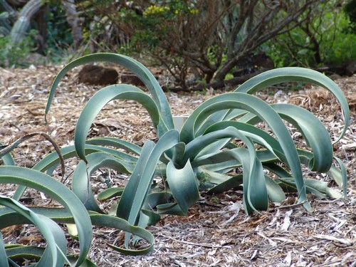 Octopus agave - octopus,