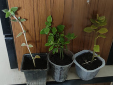 Lot de 3 APTENIA Cordifolia en