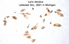 SEEDS European Larch, Larix decidua, 15 seeds