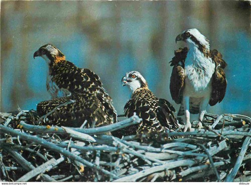 Carte postale animaux - postale,