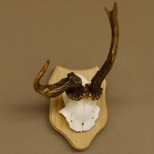 Bois cerf anormal trophée - de,