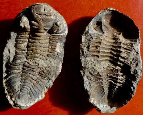 Trilobite dévonien - trilobite,