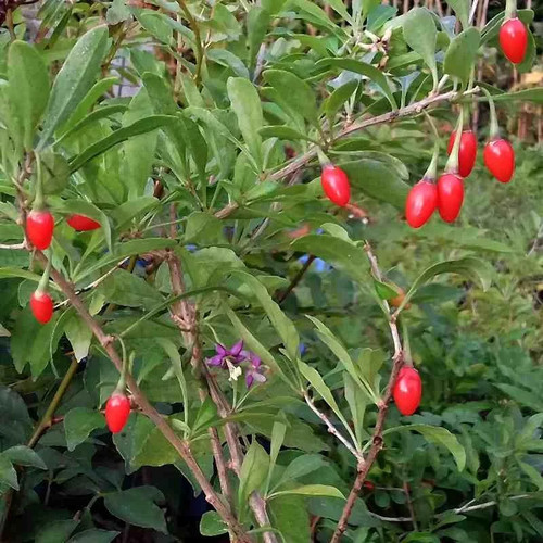 Lycium barbarum goji - barbarum, 'n°1'