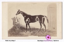 LE CHEVAL DE COURSE "MONARQUE"