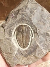 Unique and authentic trilobite fossil collection 91702