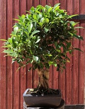 BONSAÏ FICUS RETUSA  FICUS TAÏWANAIS GROS SUJET 18ANS RACINES AÉRIENNES H56CM