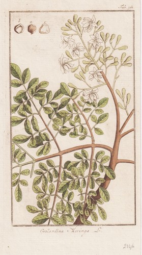 Guilandina moringa - guilandina,
