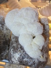 Lion's Mane Mushroom Grow Kit