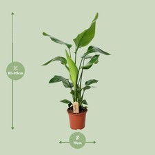 Plante d'intérieur à