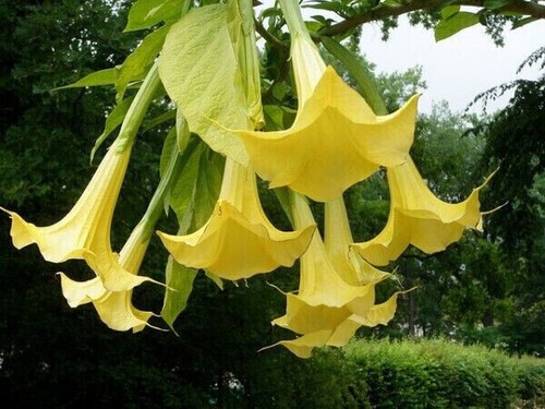 Datura golden queen double - queen, 15