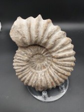 1367g. Tres Bel Acanthoceras