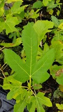 Ficus carica 'Dame Blanche' /