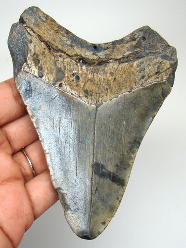 Megalodon shark tooth - tooth, real