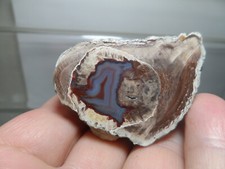 CRIS 3M DEMIE LITHOPHYSE POLIE "LA VIGNE" FREJUS VAR FRANCE