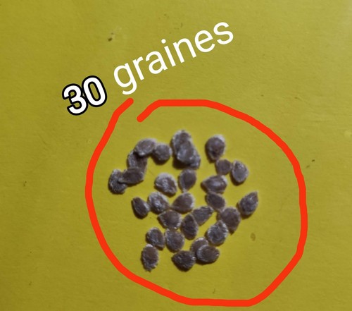 Graines tomates super - graines,