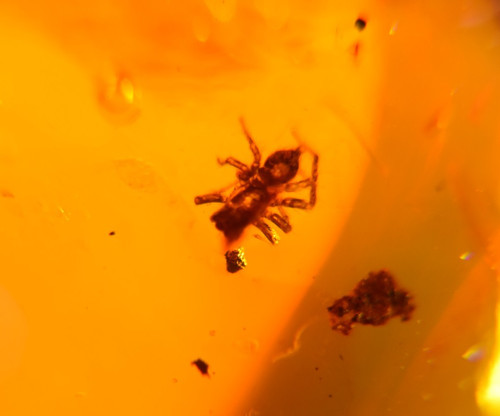 Araignée goutte eau - araignée, en