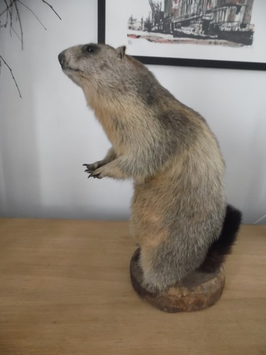 Très rare taxidermie - rare,