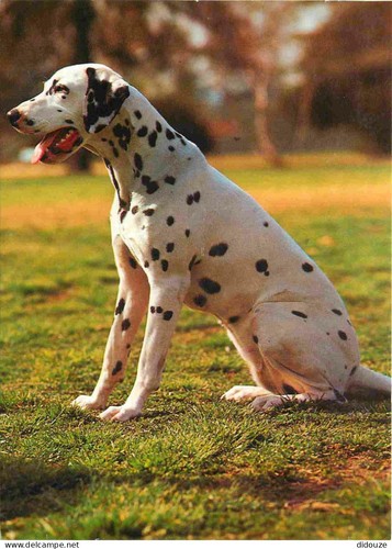 Carte postale animaux - -,