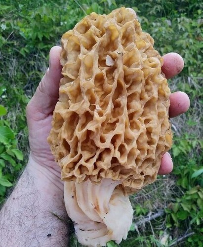 Mycélium morille blonde - de,