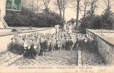 CPA 78 NATIONAL RAMBOUILLET BERRIES / MERINO HERDS / ADULT SHEEP