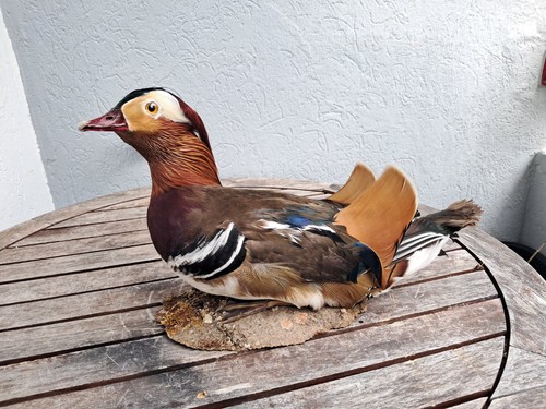Taxidermie canard - taxidermie, de