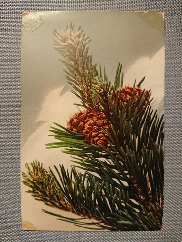 Alte carte postale branche - carte, ak