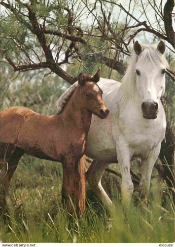 Carte postale animaux - carte,