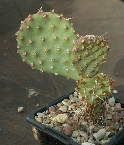 Opuntia purple mesa x - 'purple, mesa'