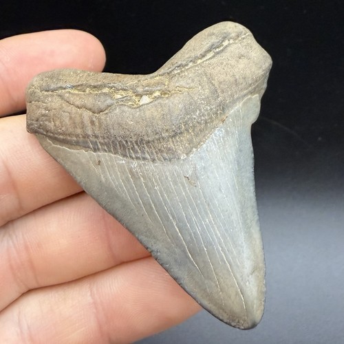 Megalodon tooth real shark - tooth,