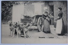 Old postcard Belgium Brussels dairy dog harness (53639)