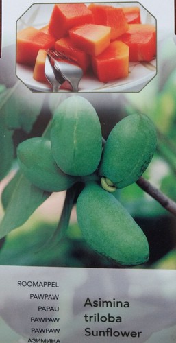 Asimina triloba sunflower - asimina,